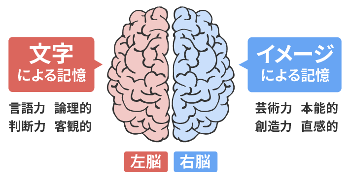 画像：左脳と右脳の働き
