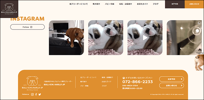 BULL-ICHI. HARLLY JP